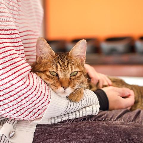 保護猫カフェ もりのねこさん