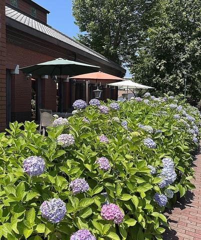 GIROLOMONI cafe di ape ジロロモーニカフェ ディ アーペ