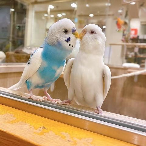 ことりすまいる