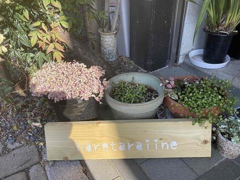 イタリアン 晴れたらいいね