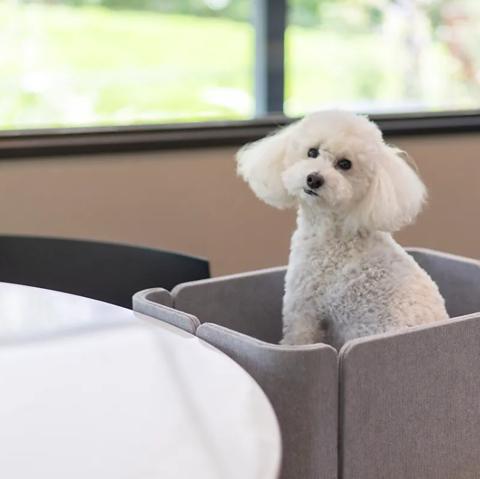 dog lounge yaburo ドッグラウンジヤブロ