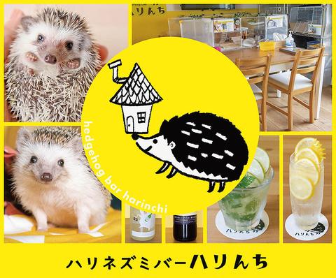 ハリネズミバー ハリんち