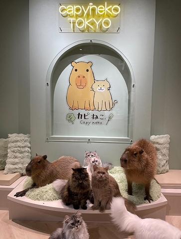 カピねこ原宿