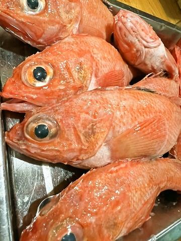 魚介&ジンギスカン 居酒屋 夜鳴き食堂