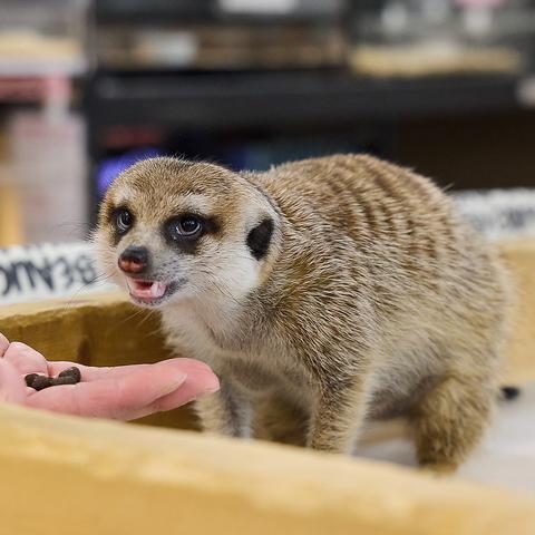 小動物カフェ ROCK STAR ロックスター なんばパークス前店