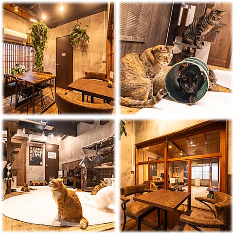 保護猫カフェneu ネウ