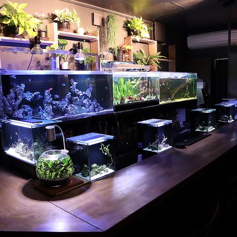 BAR近藤熱帯魚店