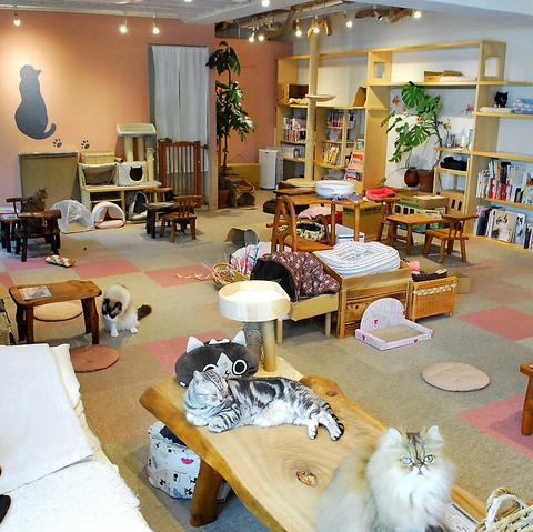 catcafe Cateriam キャットカフェ キャテリアム
