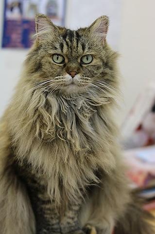 Cat Cafe にゃんこと