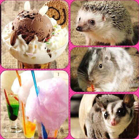 小動物カフェ ROCK STAR ロックスター 難波千日前店