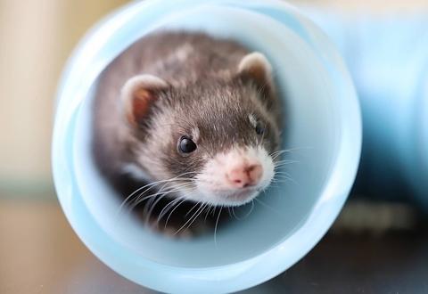 爬虫類&小動物ふれあい Piccolo Zoo