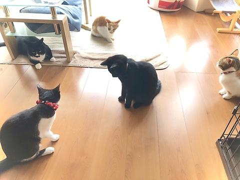 保護猫カフェmoff moff