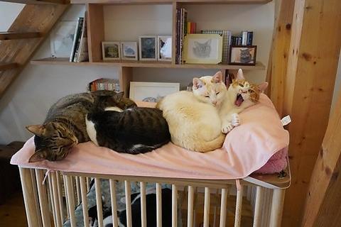 猫カフェてんてん