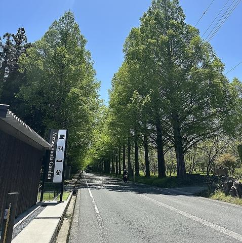 メタセコイアGARDEN