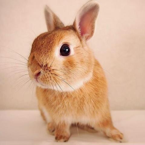 カフェ ミニヨン