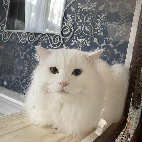 ガーデンモリス