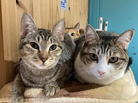 里親募集型猫カフェ えこねこ