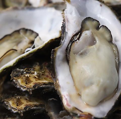 モトかき養殖場