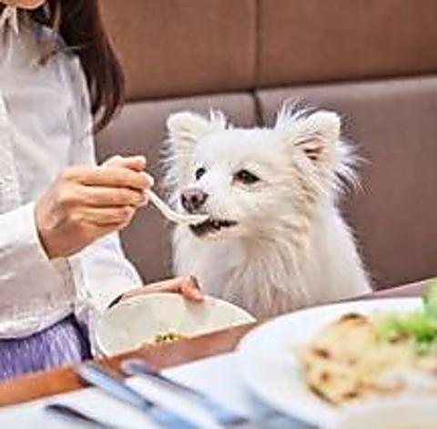 Wande Shiba ワンデシバ