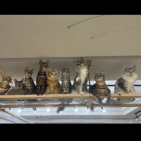 Cat&Animal Cafe Noah s Ark ノアズアーク 祇園店