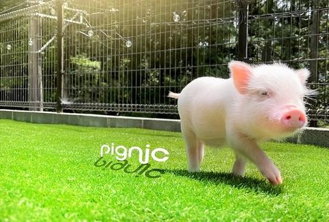 pignic farm&cafe ピグニック ファームアンドカフェ