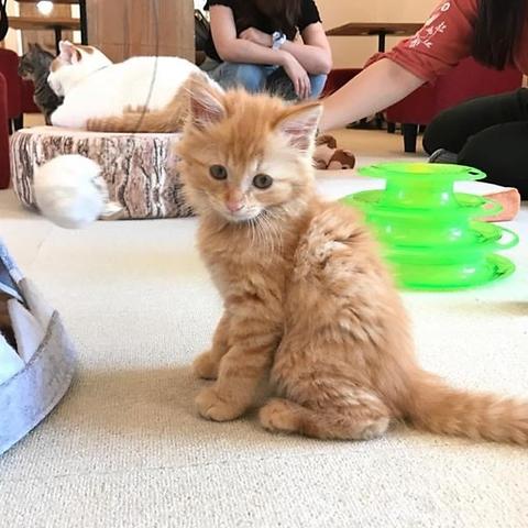 こねこカフェ Sanctuary サンクチュアリ